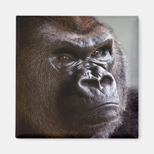 Gorilla Silverback Magnet