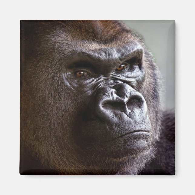 Gorilla Silverback Magnet (Vorne)
