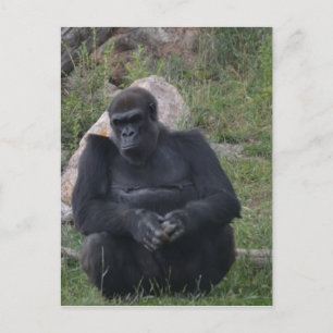 Gorilla sitting (Begriffsklärung) Postkarte