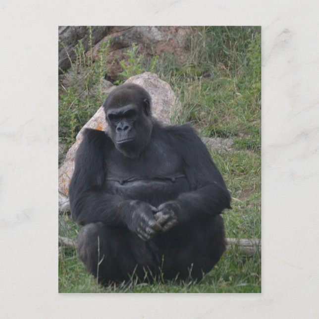 Gorilla Sitting Postkarte (Vorderseite)