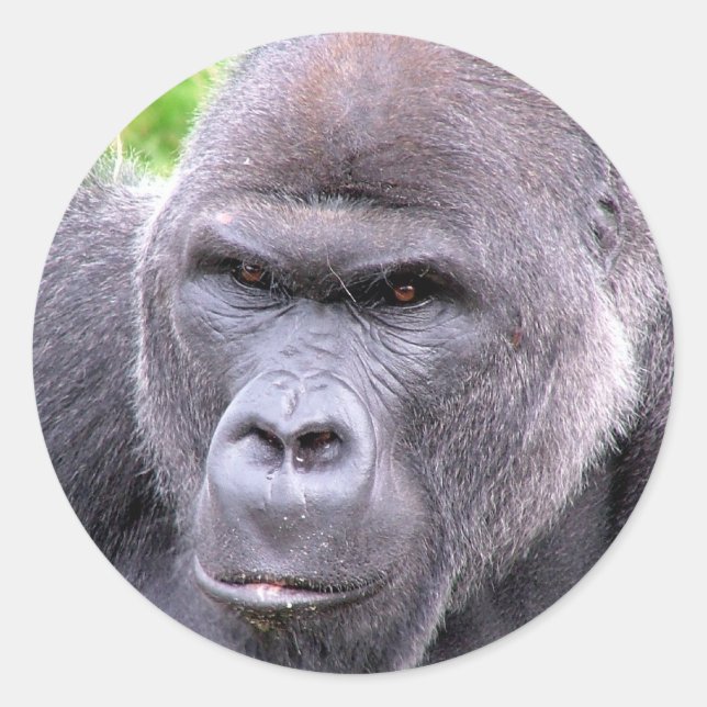 Gorilla Sticker (Vorderseite)
