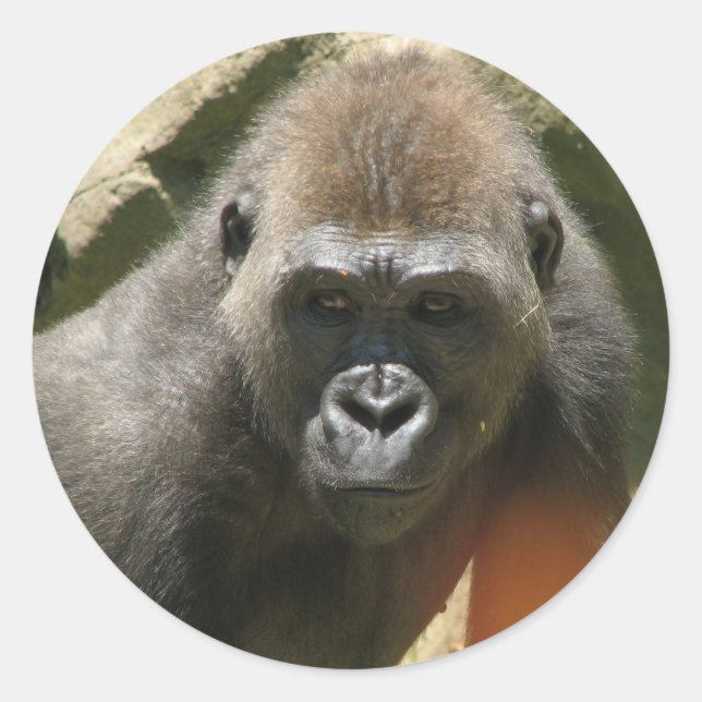 Gorilla Stickers (Vorderseite)