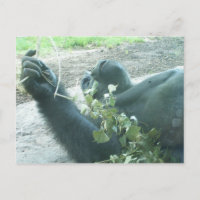 Gorilla-Stücke