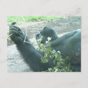 Gorilla-Stücke Postkarte
