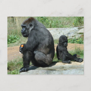 Gorilla Time Out Postcard Postkarte