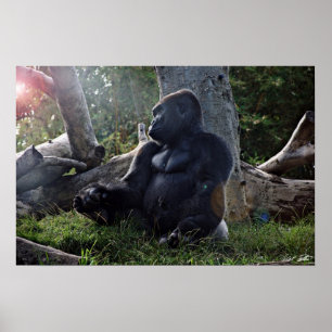 Gorilla und der Sun Poster