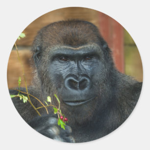 Gorilla und seine Berries Runder Aufkleber