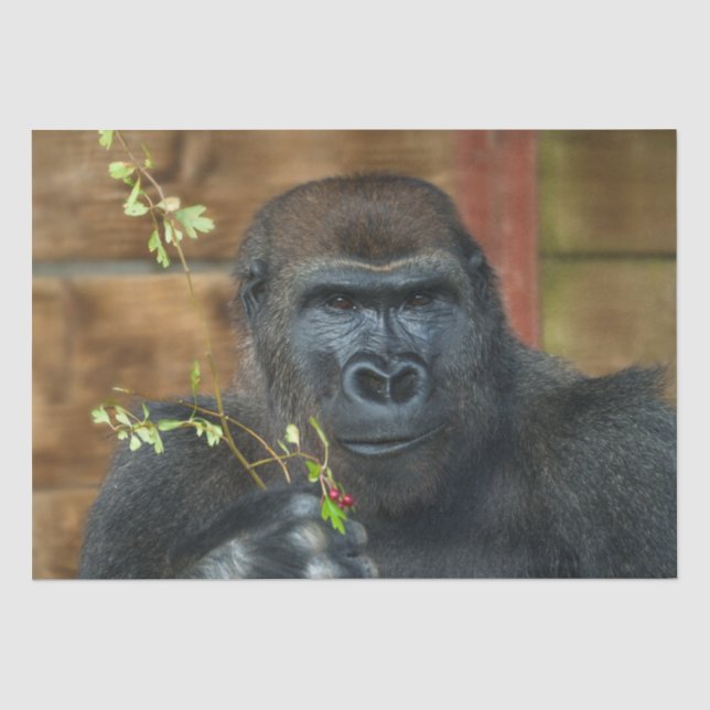 Gorilla und seine Berries Seidenpapier (Vorderseite)
