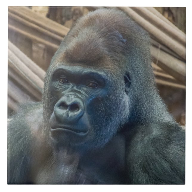 Gorilla up nahe Ansicht Keramik Fliesen (Vorderseite)