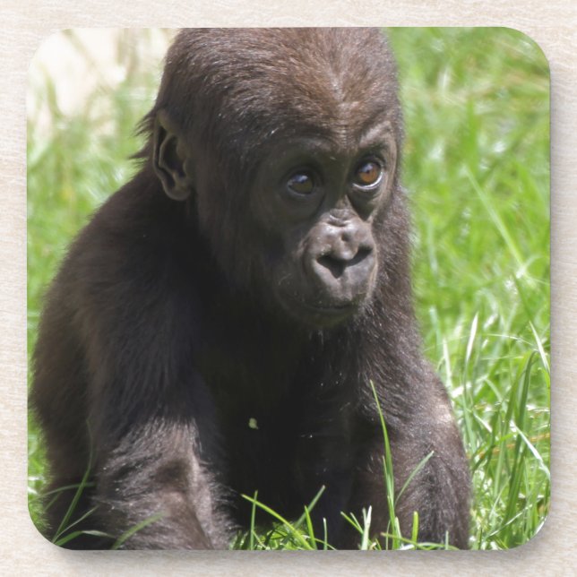 Gorillababy Getränkeuntersetzer (Vorderseite)