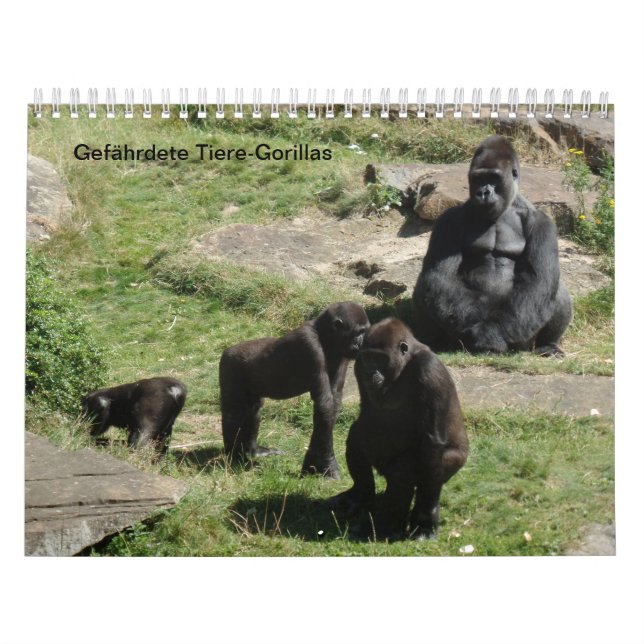 Gorillas als Kalender (Titelbild)