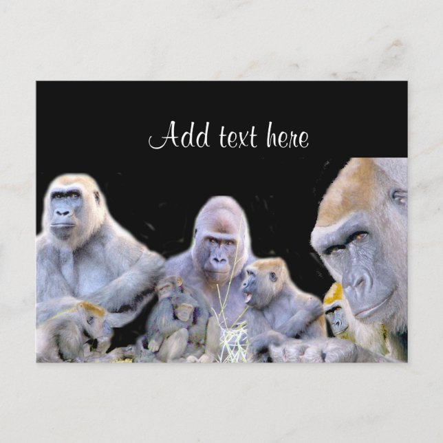 Gorillas & Chimpanzes_ Postkarte (Vorderseite)