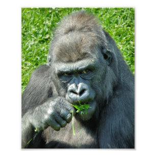 GORILLAS FOTODRUCK