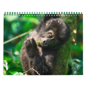 Gorillas in den Bergen Ugandas Kalender