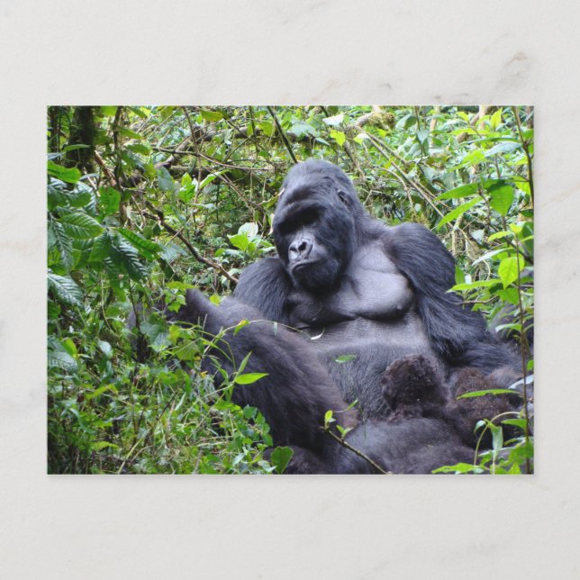 Gorillas - Ruanda Postcard Postkarte (Vorderseite)