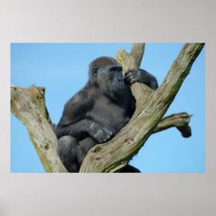 Gorillas ruhiger Baum Perch Poster