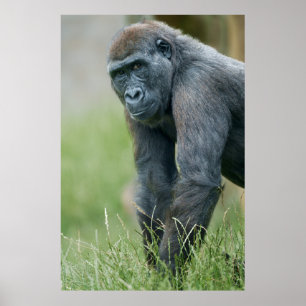 Gorillas ruhiges Wiesenportrait Poster