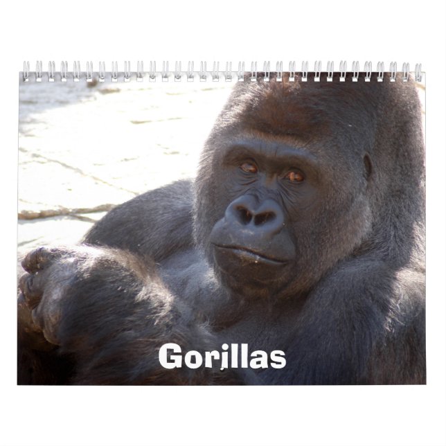 Gorillas tragen, Gorillas ein Kalender (Titelbild)