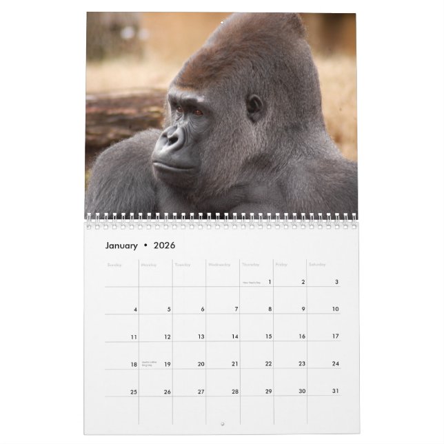 Gorillas tragen, Gorillas ein Kalender (Jan 2026)