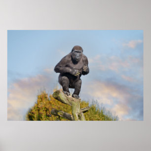 Gorillas Tree-Balancing Act Poster