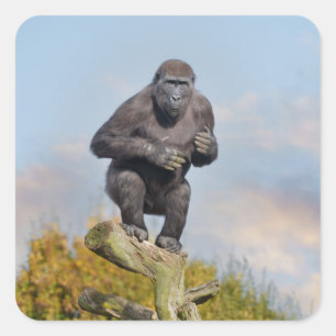 Gorillas Tree-Balancing Act Quadratischer Aufkleber