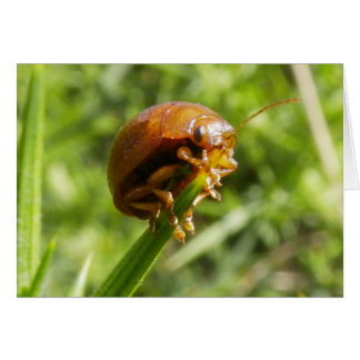 Gorse Bug Macro