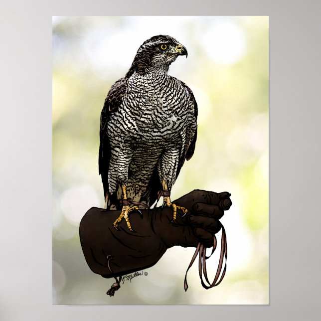 Goshawk on Glove Poster (Vorne)