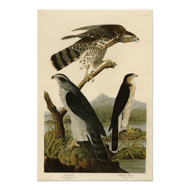Goshawk, Stanley Hawk, Audubons Vögel von Amerika Fotodruck (Vorne)