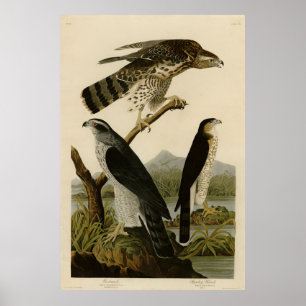 Goshawk, Stanley Hawk, Audubons Vögel von Amerika Poster