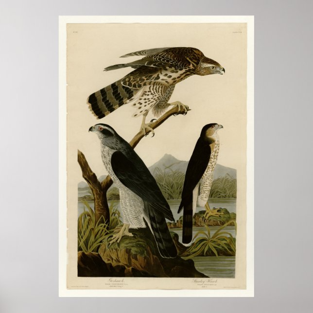 Goshawk & Stanley Hawk Poster (Vorne)