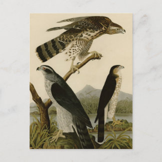 Goshawk & Stanley Hawk Postkarte