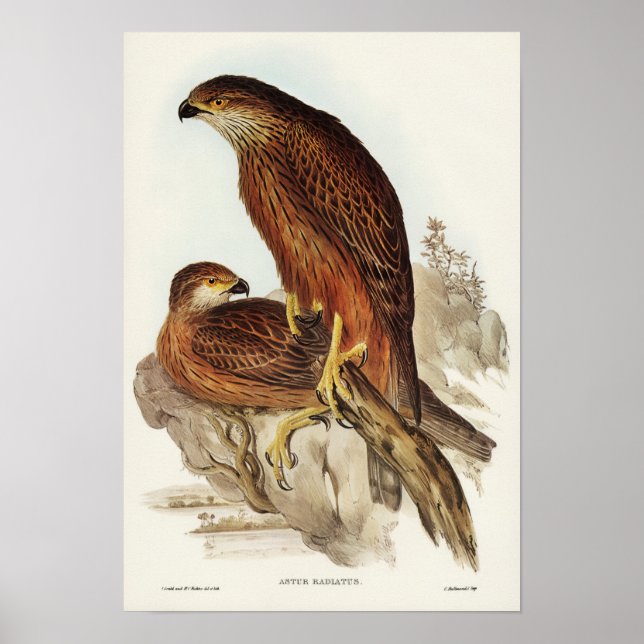 Goshawk von Elizabeth Gould bestrahlt Poster (Vorne)