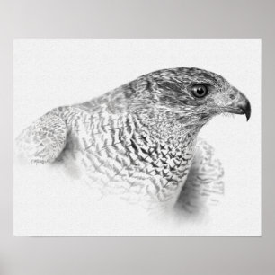 Goshawk Zeichnend Poster
