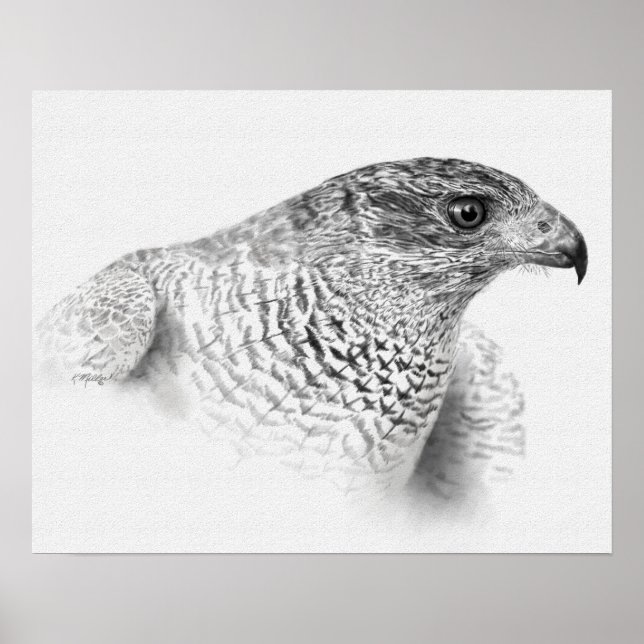Goshawk Zeichnend Poster (Vorne)