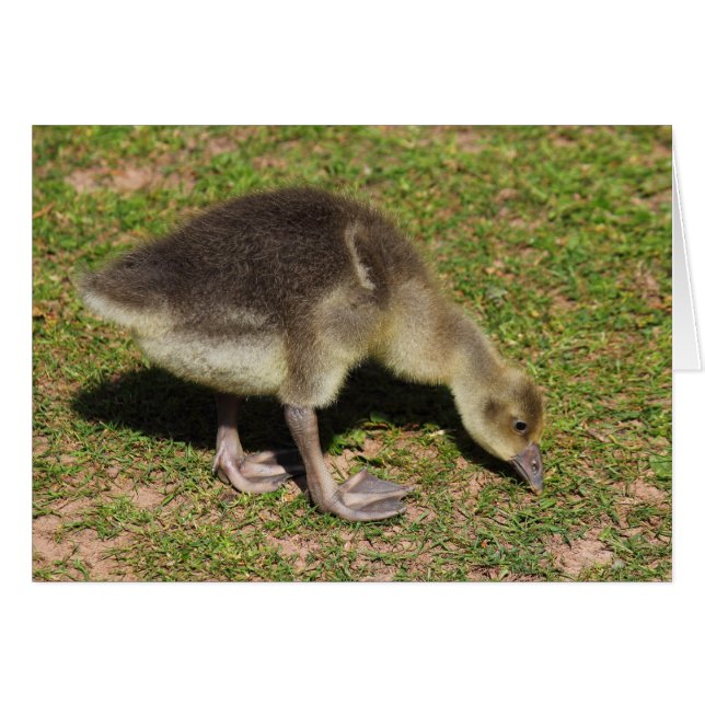 Gosling (Vorderseite (Horizontal))
