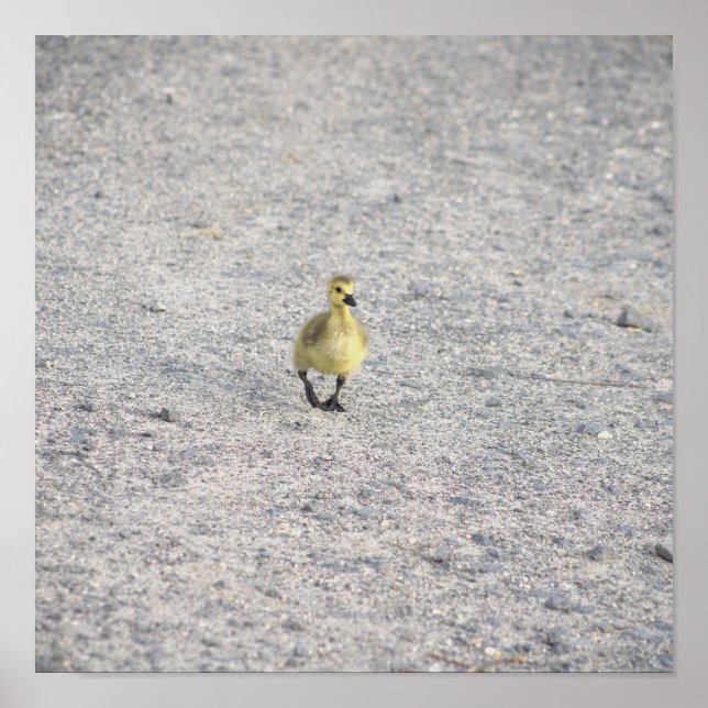 Gosling Foto Poster (Vorne)