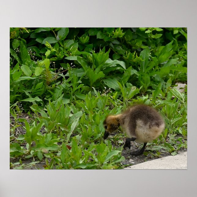 Gosling-Foto-Poster Poster (Vorne)