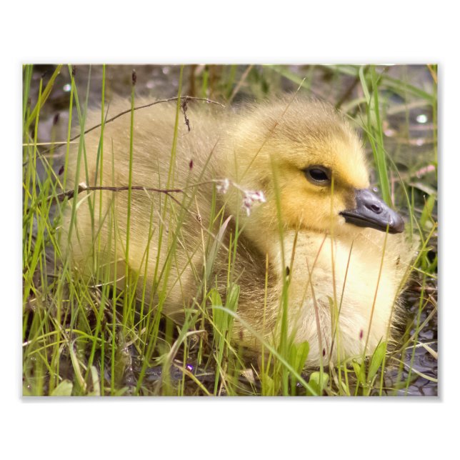 Gosling Fotografie Print (Vorne)