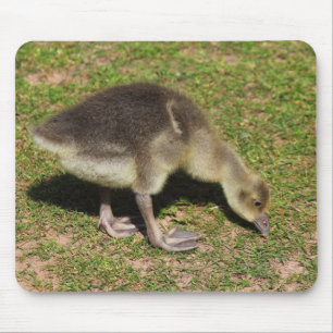 Gosling Mousepad