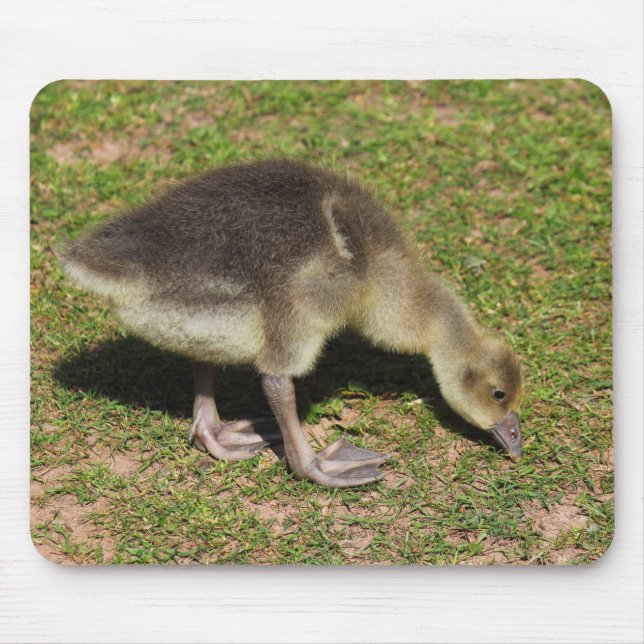 Gosling Mousepad (Vorne)