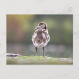 Gosling Nature Foto Postkarte