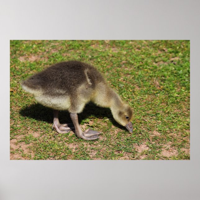 Gosling Poster (Vorne)