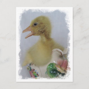 Gosling Postkarte