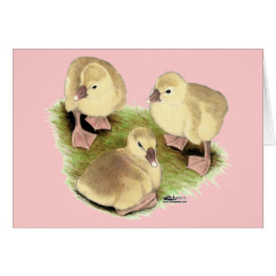 Goslings: Buff African