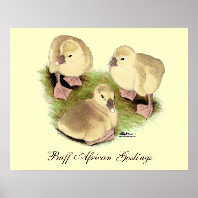 Goslings: Buff African Poster (Vorne)