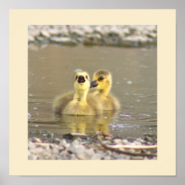 Goslings Foto Poster (Vorne)