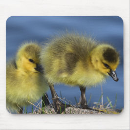 Goslings im Frühling Mousepad