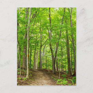 Gosnell Big Woods Webster, New Postkarte