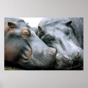 Gossip Hippopotamus Portrait Poster