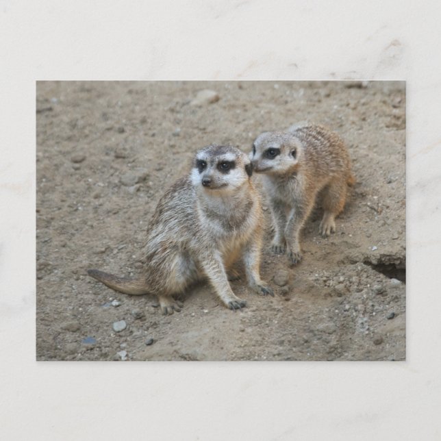 Gossip Postcard Postkarte (Vorderseite)